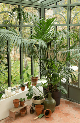 Des plantes vertes dans une serre d'intérieur