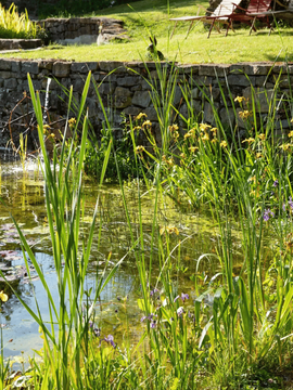 Des plantes aquatiques dans un bassin d'eau