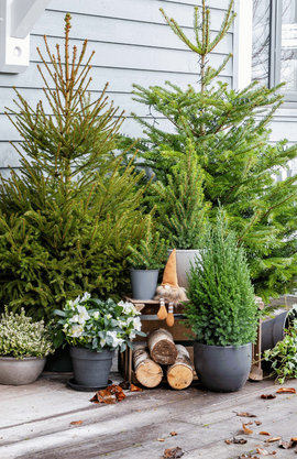 Plusieurs sapins naturels comme décoration extérieur