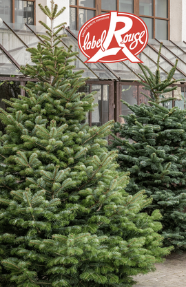 Des sapins de Noël naturels labellisés Label Rouge