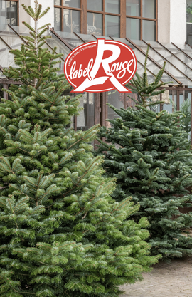 Des sapins de Noël naturels labellisés Label Rouge