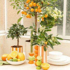 Orangers et citronniers dans une serre