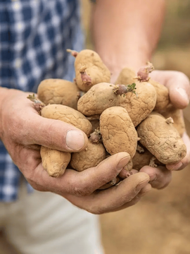Pommes de terre et bulbes pour le potager