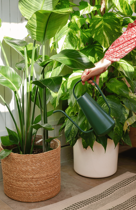 Une femme en train d'arroser ses plantes vertes