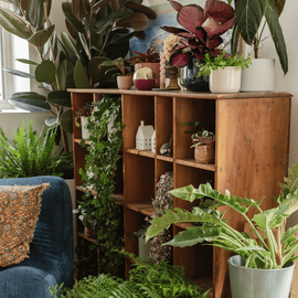 Un grand meuble en bois entouré de plante verte d'intérieur à l'ombre