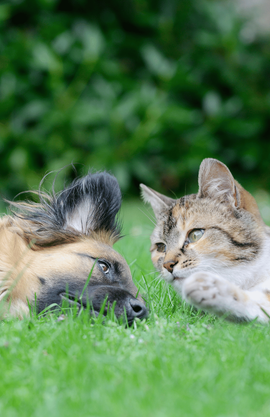 Un chien et un chat allongé dans l'herbe