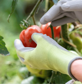 Gants de jardinage pour le potager et les tomates