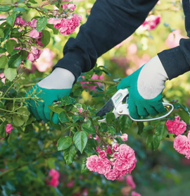 Entretien des rosiers avec des gants et un sécateur