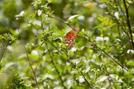 Un papillon posé sur une branche de haie dans un jardin