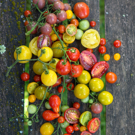 tomates-colorées-orginales