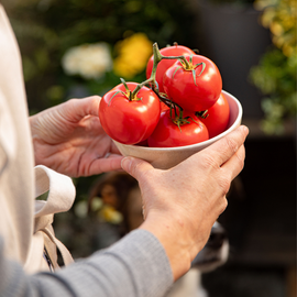 tomates-potager-récolte-abondante