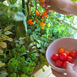tomates-potager-facile-débutant