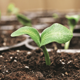 Une pousse suite à des semis ou des boutures