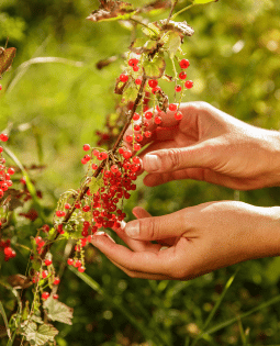 Des mains qui cueillent des groseilles
