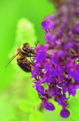 Une abeille posée sur une vivace mellifère