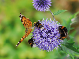 Un papillon et des bourdons posés sur une fleur ronde