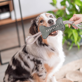 Chien qui joue avec son jouet en intérieur