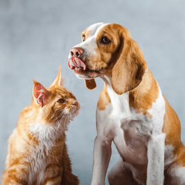 Un chien et un chat ensemble