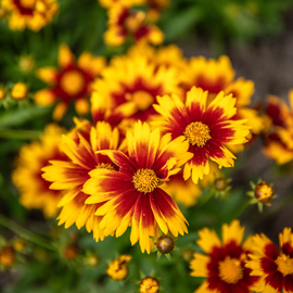 Zoom sur des fleurs jaune et rouge