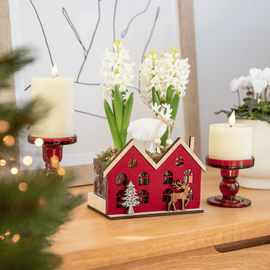 Une composition de Noel avec des jacinthes