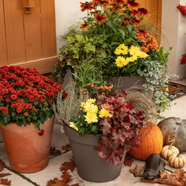 Des fleurs d'automne colorées dans des pots sur une terrasse