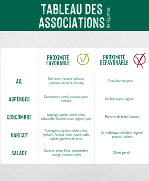 Comment Bien Associer Les L gumes Dans Le Potager comment-bien-associer-les-l-gumes-dans-le-potager