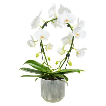 Visuel 1 du produit Phalaenopsis Arceau 2 branches botanic® multicolore + cache-pot