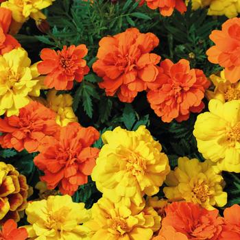 Visuel 1 du produit Œillet d'Inde - Le pot de Ø 10,5 cm