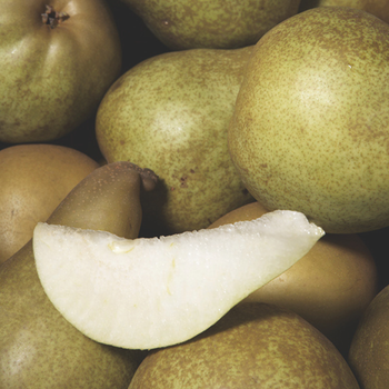 Visuel 1 du produit Poirier Delbard Gourmande ® Delsavor. En racine nue, forme 1/2 tige calibre 6/8