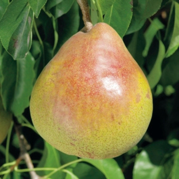 Visuel 1 du produit Pommier Golden Delicious. En racine nue, forme gobelet