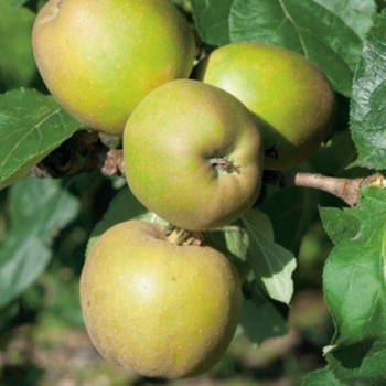 Visuel 1 du produit Cerisier Griotte De Montmorency. Le pot de 15 litres, forme 1/2 tige