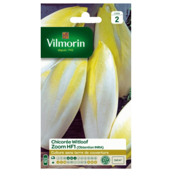 Visuel 1 du produit Chicorée Witloof Zoom HF1 Vilmorin - graines à semer