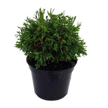 Visuel 1 du produit Chamaecyparis Obtusa Birgit (Cyprès Birgit de Hinoki) 20/25 en pot de 5 L vert
