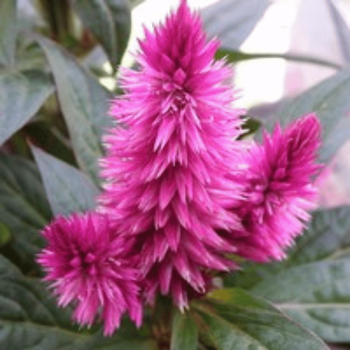 Visuel 1 du produit Célosie Caracas - Le pot de 10.5 cm