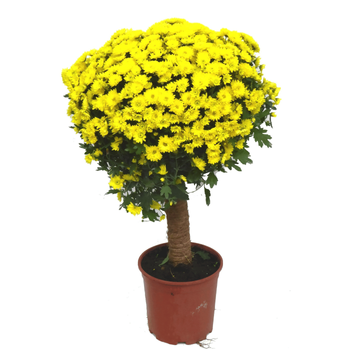 Visuel 1 du produit Chrysanthème multifleurs tige - Le pot de 3 litres