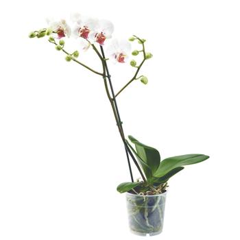 Visuel 1 du produit Orchidée Phalaenopsis. Le pot de 12 cm