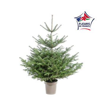 Visuel 1 du produit Sapin de Noël naturel en pot Nordmann botanic® - 80 à 100 cm