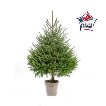 Visuel 1 du produit Sapin de Noël naturel en pot Picea Excelsa botanic® - 80 à 100 cm