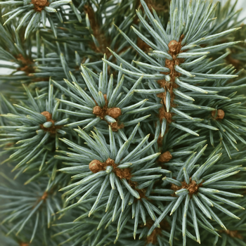 Visuel 2 du produit Petit sapin naturel épicéa Picea Pungens Super Blue. Le pot de 3 litres