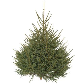 Visuel 1 du produit Sapin de Noël naturel coupé Épicéa - de 175 à 200 cm