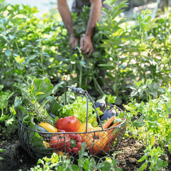 Visuel 2 du produit Terre de plantation potager et verger botanic® - 30L