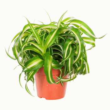 Visuel 1 du produit Chlorophytum