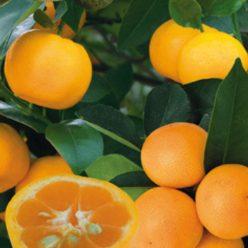 Visuel 1 du produit Calamondin coloris orange - 2,5 L