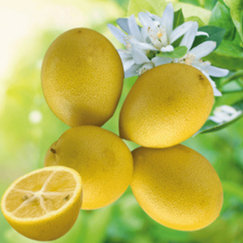 Visuel 1 du produit Limequat coloris orange - 2,5 L