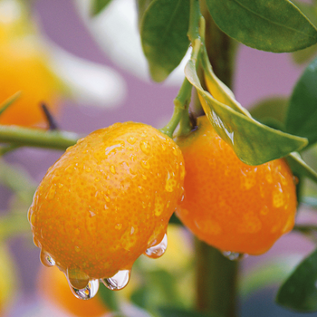 Visuel 1 du produit Kumquat coloris orange - 2,5 L