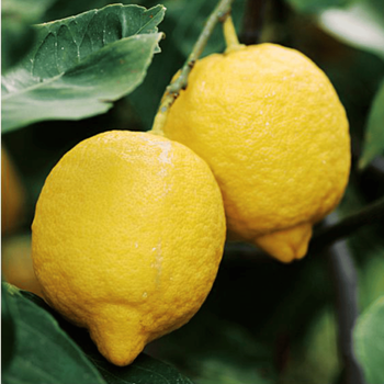 Visuel 2 du produit Citronnier. Le pot de 5 litres