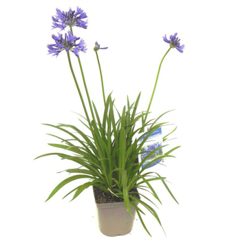 Visuel 1 du produit Agapanthe "Peter Pan". Le pot de 2 litres