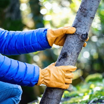 Visuel 2 du produit Gants de jardinage Hêtre en cuir couleur beige