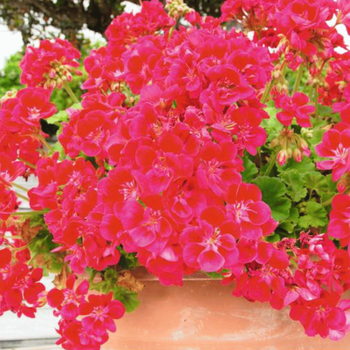 Visuel 1 du produit Terreau plantes fleuries botanic®