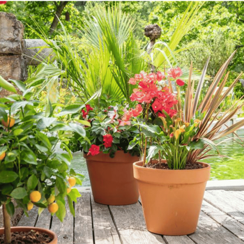 Visuel 1 du produit Terreau agrumes et plantes méditerranéennes botanic® - 20 L